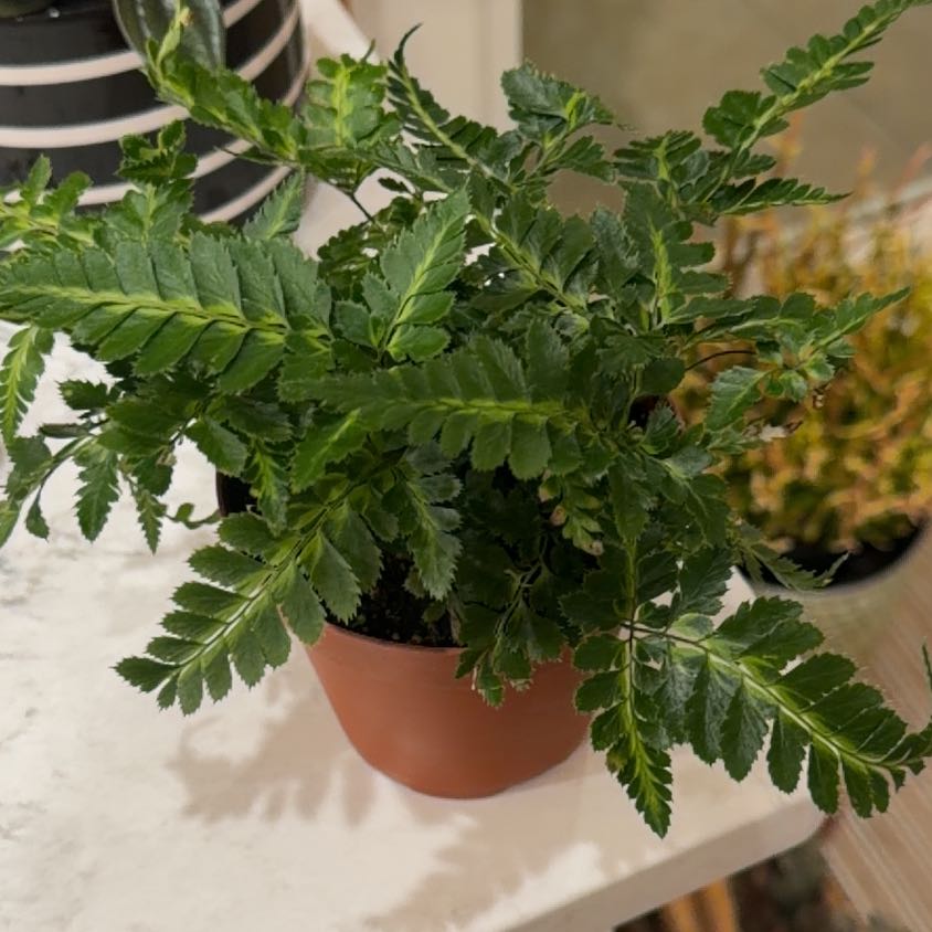 Photo of the plant species Indian Holly Fern by @SocialChives80 named Marilyn on Greg, the plant care app