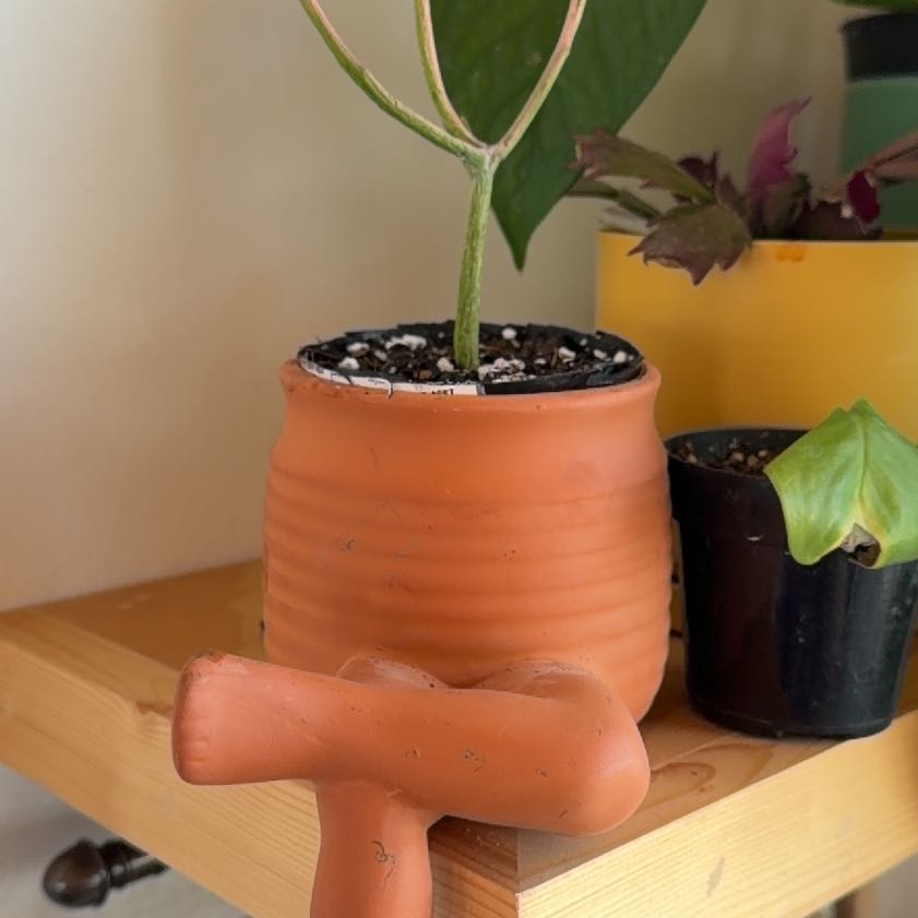 Photo of the plant species Fire Sticks by @SocialChives80 named Leaf Erickson on Greg, the plant care app