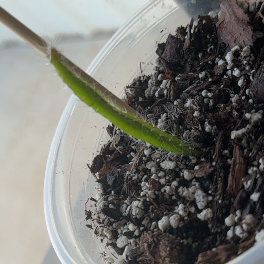 Photo of the plant species Yellow Dragon Fruit by @SocialChives80 named Peter Parker on Greg, the plant care app