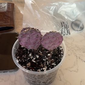 Photo of the plant species Violet Prickly Pear by @SocialChives80 named Frankie on Greg, the plant care app