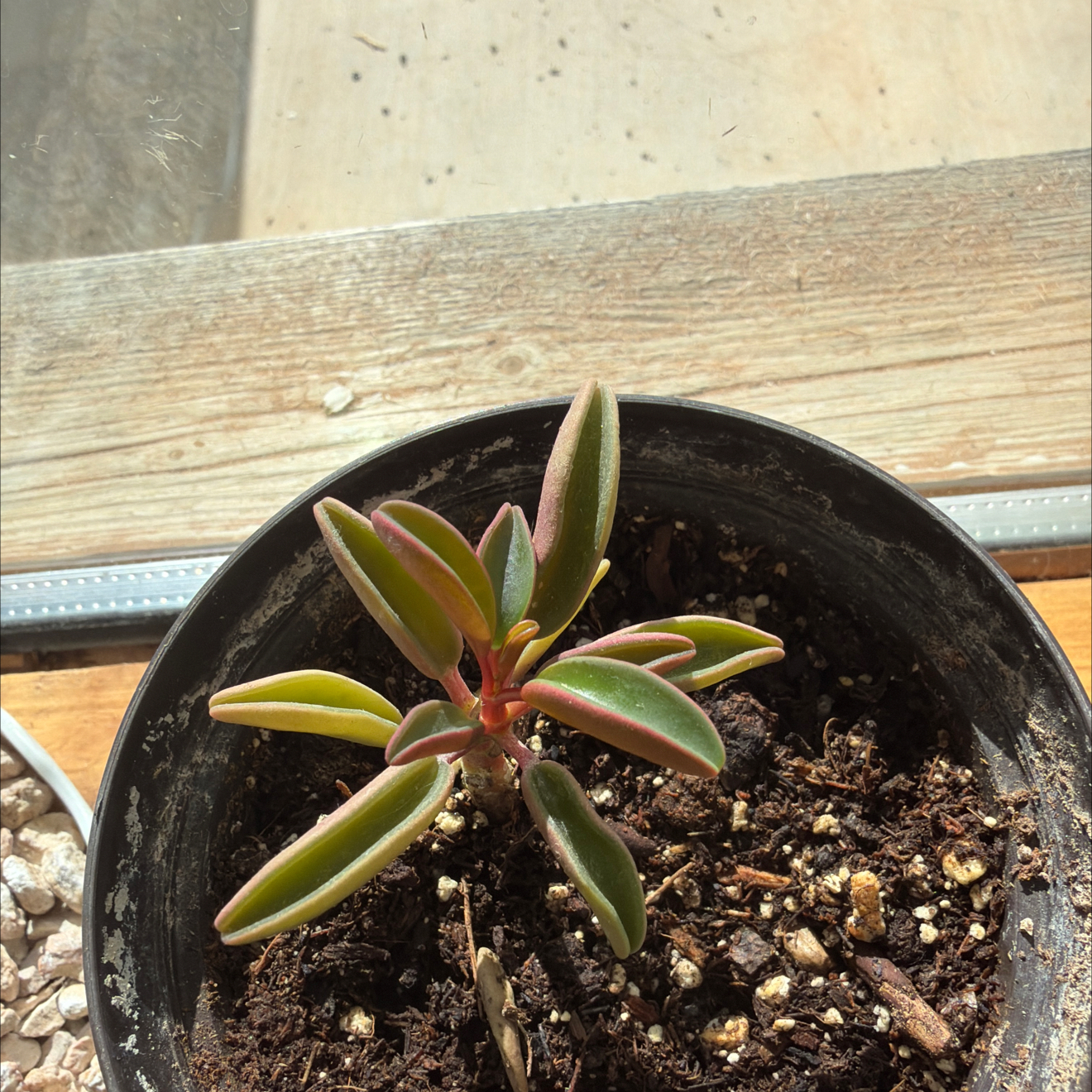 Photo of the plant species Peperomia Ruby Glow by @SocialChives80 named Achilles on Greg, the plant care app