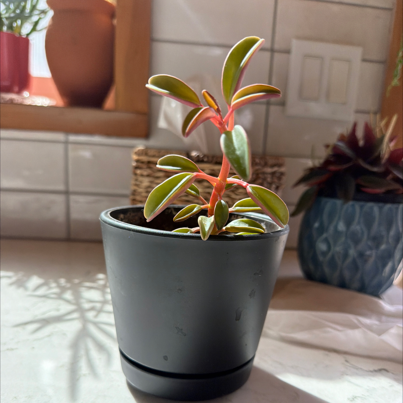 Photo of the plant species Peperomia Ruby Glow by @SocialChives80 named Achilles on Greg, the plant care app