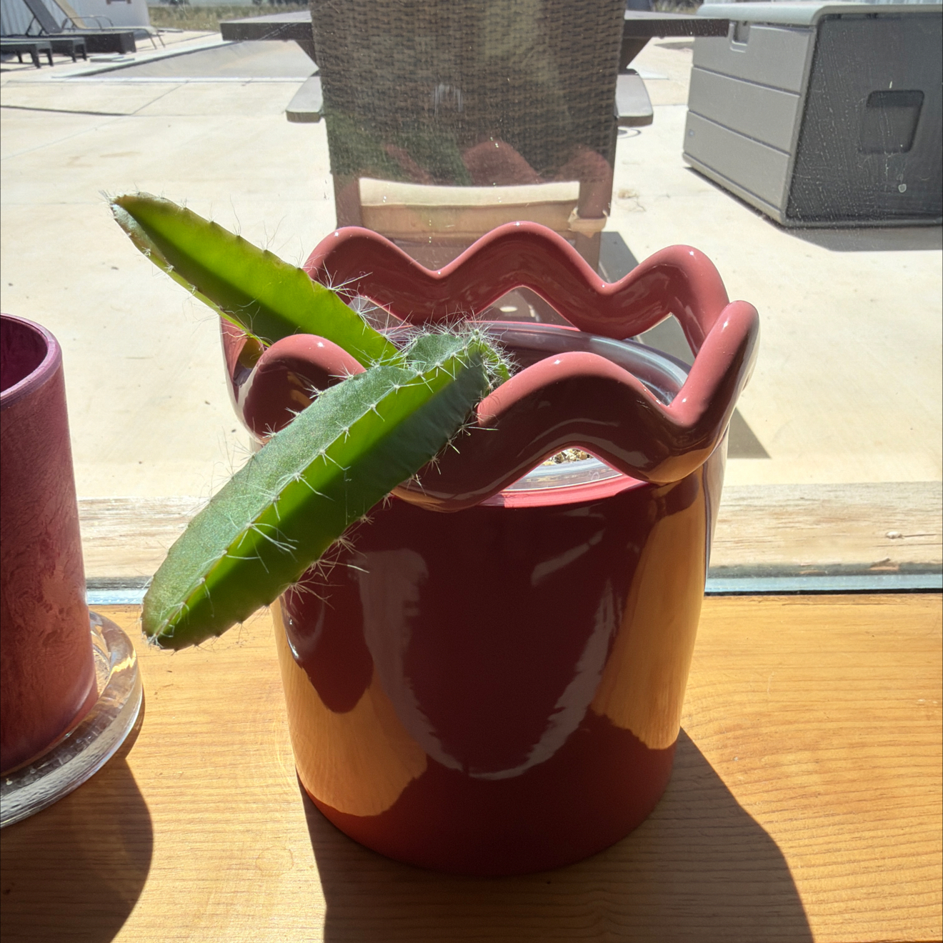 Photo of the plant species Yellow Dragon Fruit by @SocialChives80 named Peter Parker on Greg, the plant care app