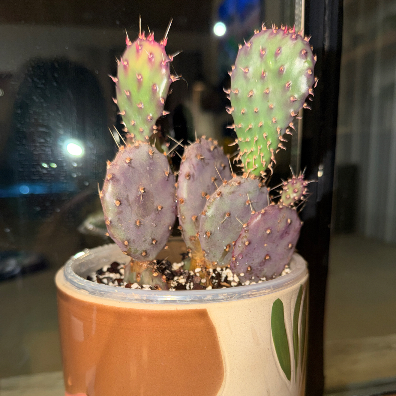 Photo of the plant species Violet Prickly Pear by @SocialChives80 named Frankie on Greg, the plant care app