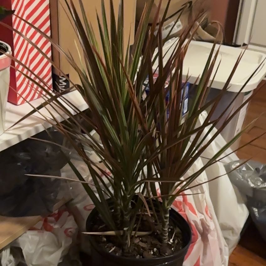 Photo of the plant species Dracaena by @GemYuzu49 named Planty on Greg, the plant care app