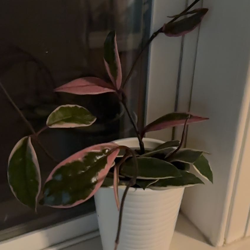 Photo of the plant species Hoya Tricolor by @GemYuzu49 named Sir Plancelot on Greg, the plant care app