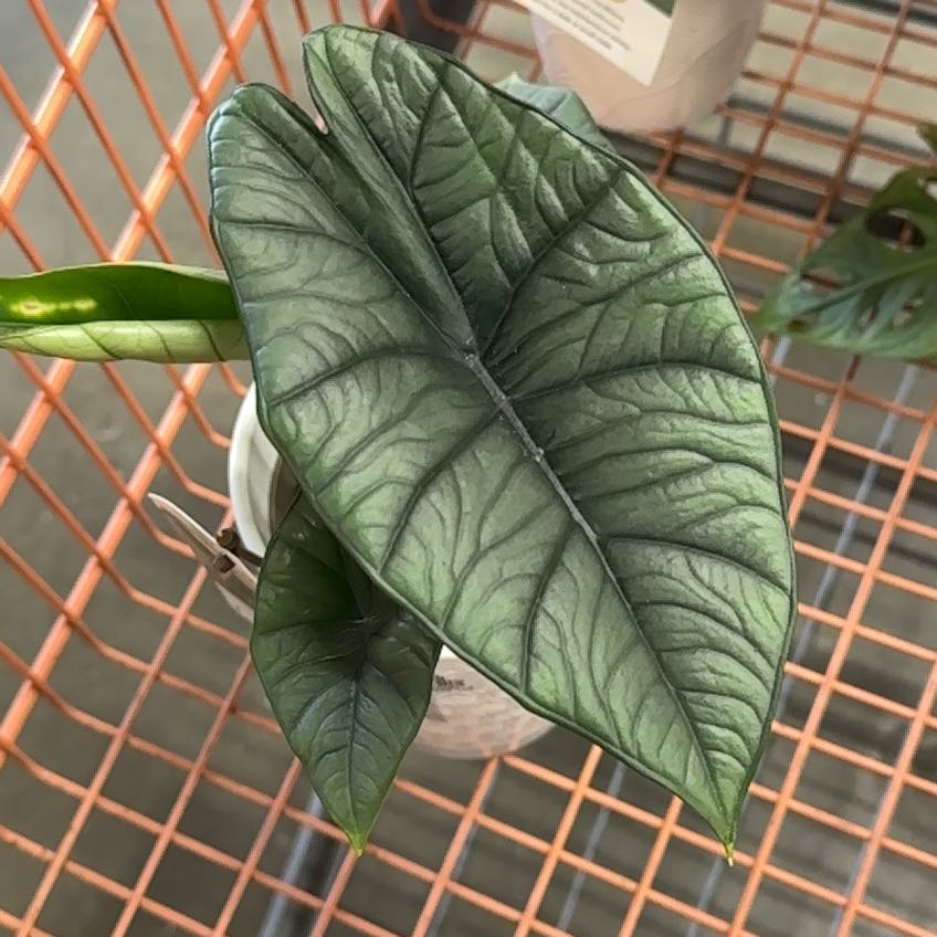 Photo of the plant species Alocasia 'Mythic Quicksilver' by @GemYuzu49 named Luna on Greg, the plant care app