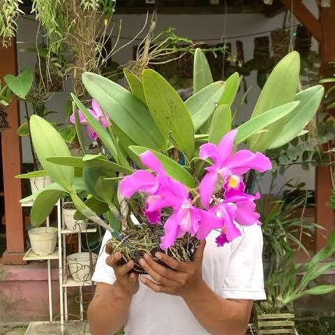 Photo of the plant species Cattleya Orchid by @SirPignut8 named Cattleya mantinii on Greg, the plant care app