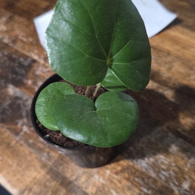 Photo of the plant species Tractor Seat Plant by @DeanAcajou84 named Cleopatra on Greg, the plant care app