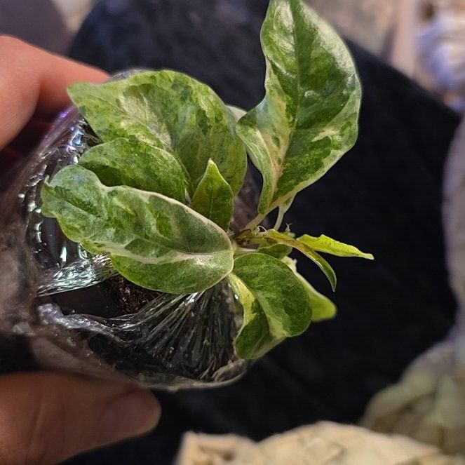 Photo of the plant species Ficus Moonshine by @DeanAcajou84 named Remington on Greg, the plant care app