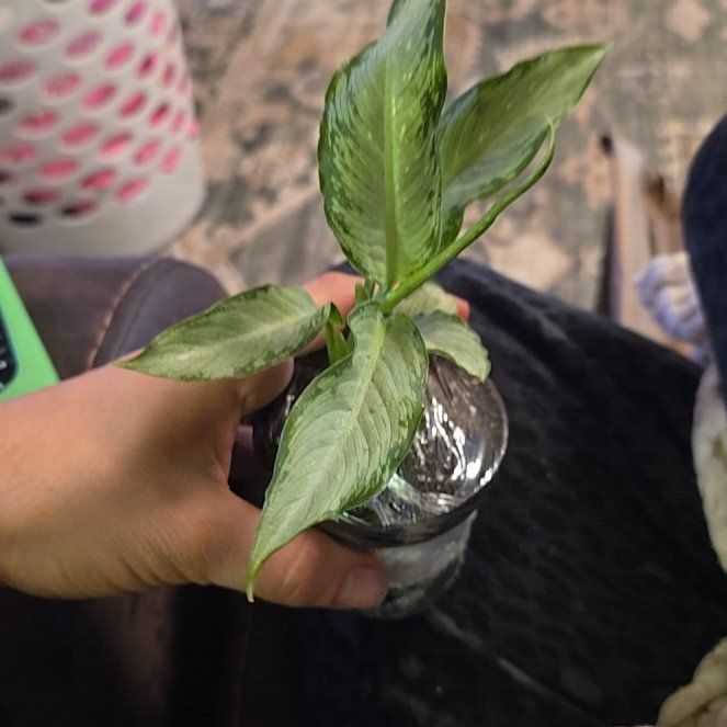 Photo of the plant species Dumb Cane 'Tiki' by @DeanAcajou84 named Kobe on Greg, the plant care app