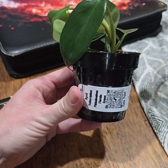 Photo of the plant species Florida green by @DeanAcajou84 named da Vinci on Greg, the plant care app
