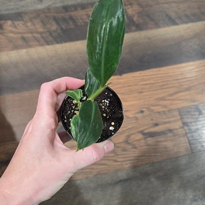 Photo of the plant species Variegated White Ginger by @DeanAcajou84 named Drake on Greg, the plant care app
