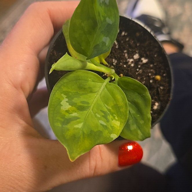 Photo of the plant species Aglaonema 'Tricolor' by @DeanAcajou84 named Doja Cat on Greg, the plant care app