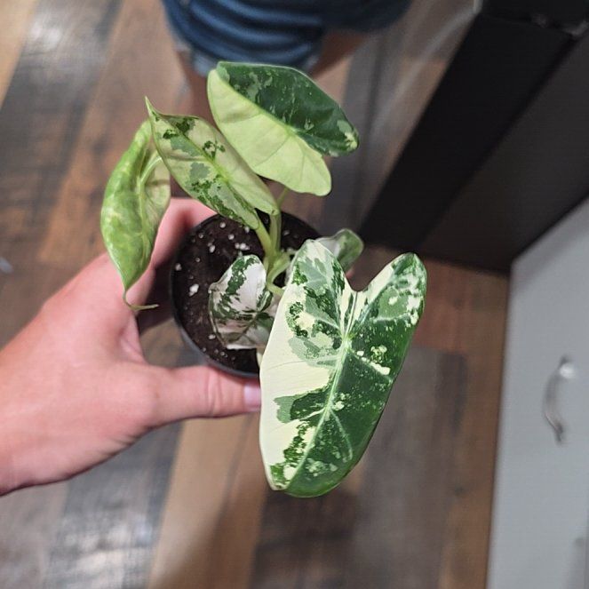 Photo of the plant species Alocasia Frydek by @DeanAcajou84 named Tolkien on Greg, the plant care app