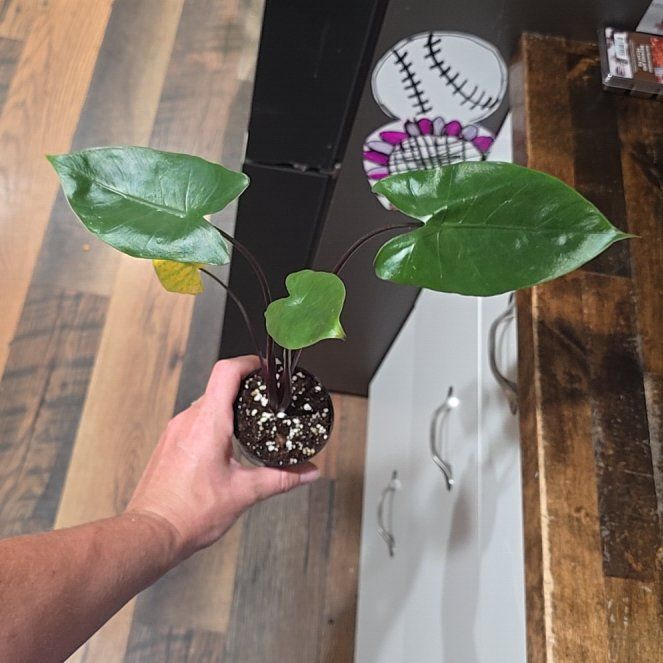 Photo of the plant species Alocasia Black Stem Variegated by @DeanAcajou84 named Sherlock on Greg, the plant care app
