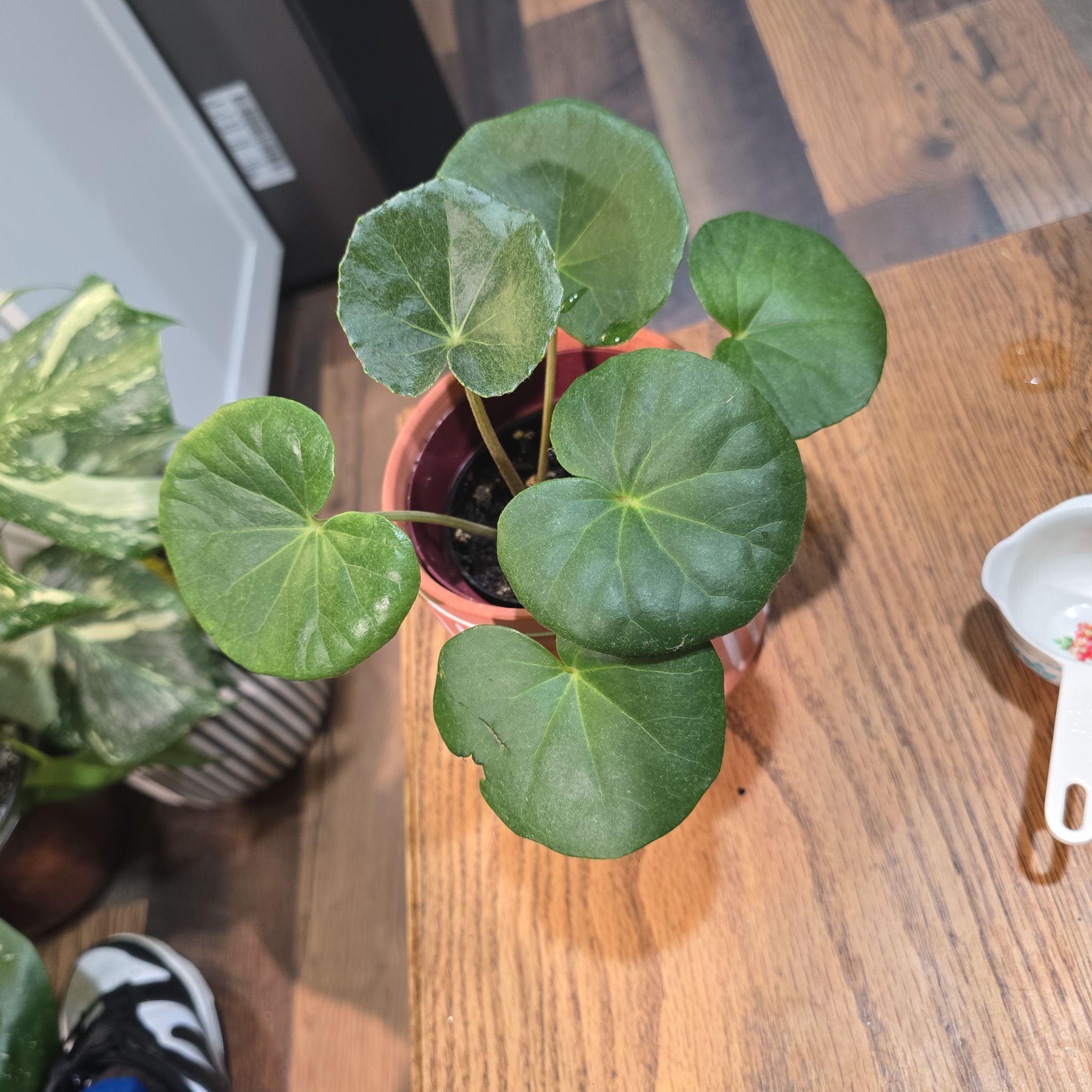 Photo of the plant species Tractor Seat Plant by @DeanAcajou84 named Cleopatra on Greg, the plant care app