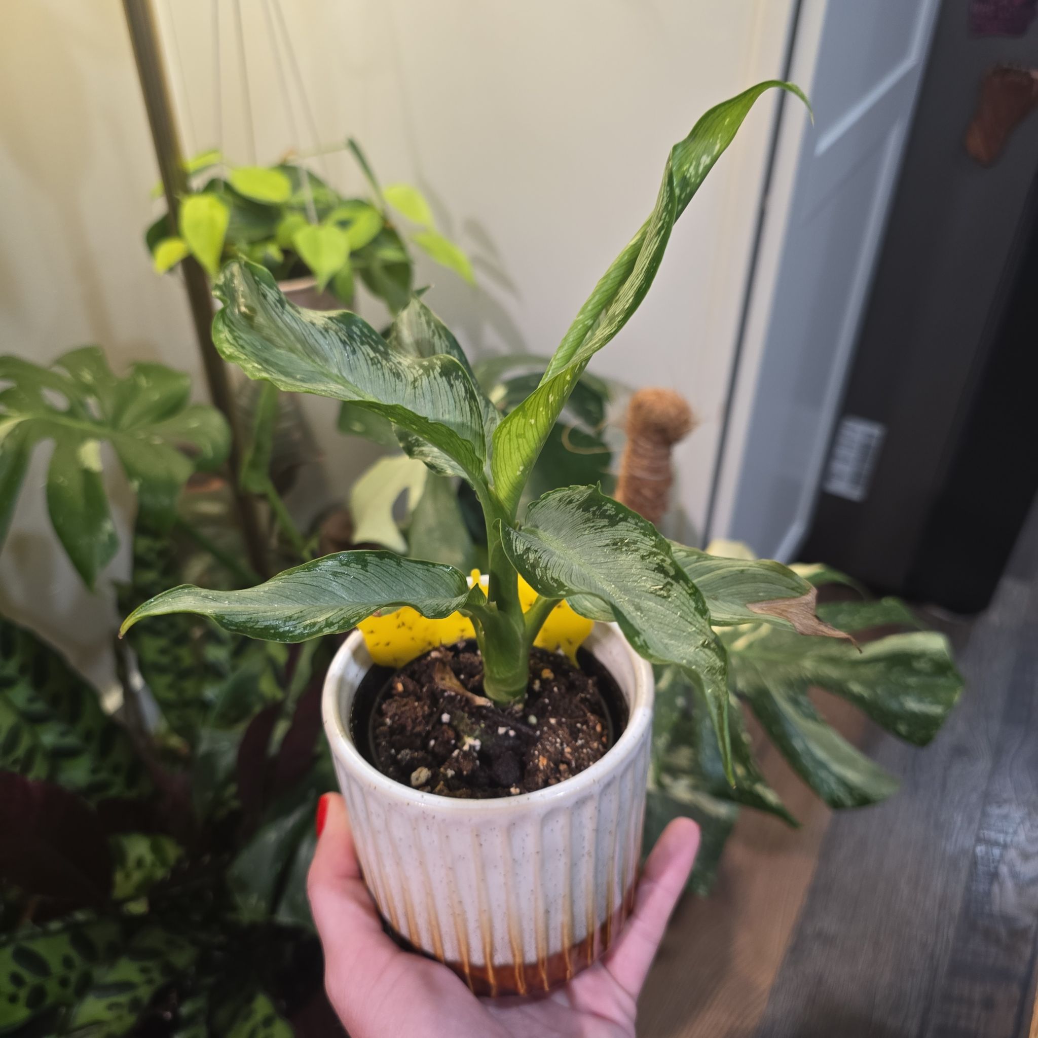 Photo of the plant species Dumb Cane 'Tiki' by @DeanAcajou84 named Kobe on Greg, the plant care app