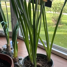 Photo of the plant species Daffodil by @PiousDatepalm57 named Lavender on Greg, the plant care app
