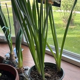 Photo of the plant species Daffodil by @PiousDatepalm57 named Marley on Greg, the plant care app