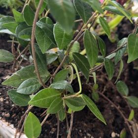 Photo of the plant species Lesser Periwinkle by @YokeAcajou5 named Mollie on Greg, the plant care app