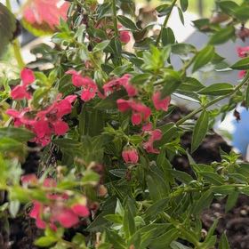 Photo of the plant species Autumn Sage by @YokeAcajou5 named Einstein on Greg, the plant care app