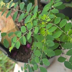 Photo of the plant species Mascarene Island Leaf Flower by @YokeAcajou5 named Kesha on Greg, the plant care app