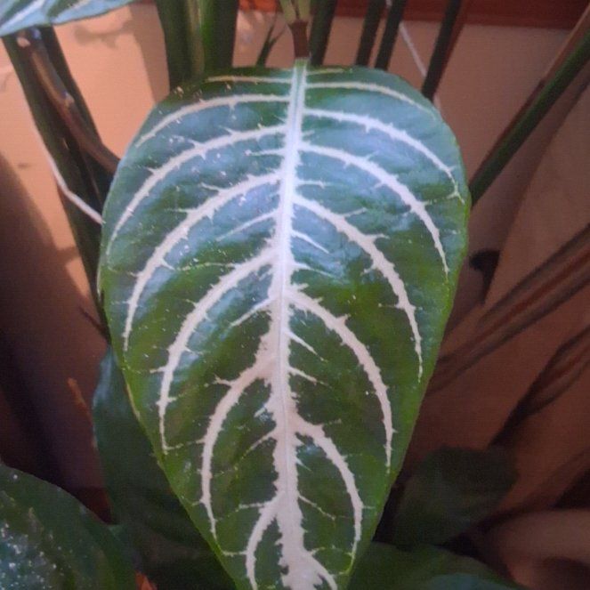 Photo of the plant species Aphelandra by @HappyOmnom61 named Darwin on Greg, the plant care app