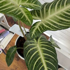 Photo of the plant species Magnificum by @BusyOxlip24 named Baesil on Greg, the plant care app