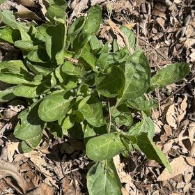 Photo of the plant species Violet Wild Petunia by @NiftyPomelo60 named Mando on Greg, the plant care app