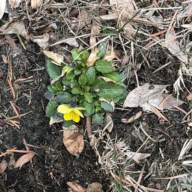 Photo of the plant species Ficaria verna by @BeautifulLithop named Kylie on Greg, the plant care app