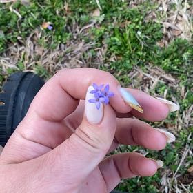 Photo of the plant species Azure Bluet by @EminentLoquat0 named Xena on Greg, the plant care app