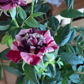 Photo of the plant species mini rose by @UberYuzu96 named Michelle Branch on Greg, the plant care app