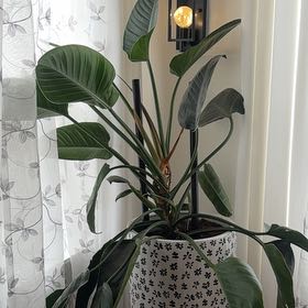 Photo of the plant species Congo Green Philodendron by @GroovyMagenta named Bigleef Smalls on Greg, the plant care app