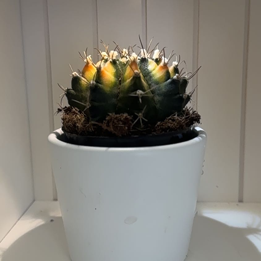 Photo of the plant species Moon Cactus by @GroovyMagenta named James Dean on Greg, the plant care app
