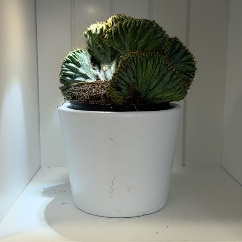 Photo of the plant species Crested Cactus by @GroovyMagenta named Gomez on Greg, the plant care app