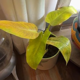 Photo of the plant species Philodendron Calkins Gold by @GroovyMagenta named Xena on Greg, the plant care app