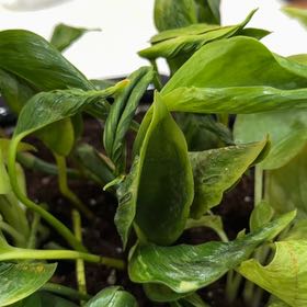 Photo of the plant species Pothos 'Shangri La' by @GroovyMagenta named Baesil on Greg, the plant care app