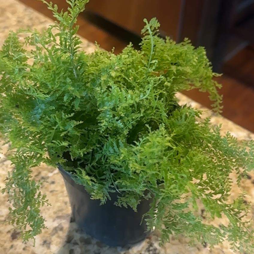 Photo of the plant species Cotton Candy Fern by @FabBucaneve81 named Miley on Greg, the plant care app