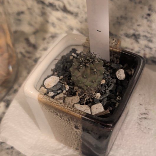 Photo of the plant species Copiapoa by @GourmetAnahaw3 named Loo on Greg, the plant care app