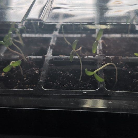 Photo of the plant species Marigold by @GourmetAnahaw3 named Queen on Greg, the plant care app