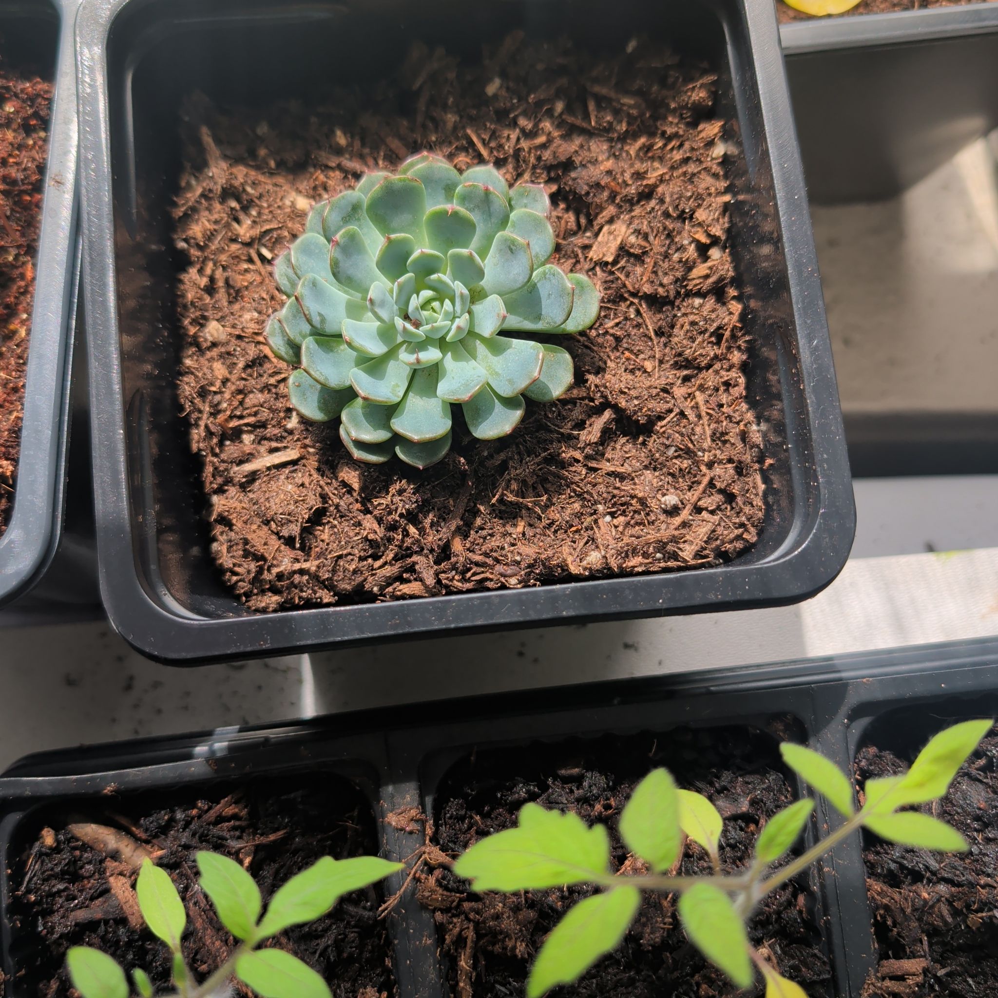 Photo of the plant species Echeveria Apus by @GourmetAnahaw3 named Dax on Greg, the plant care app
