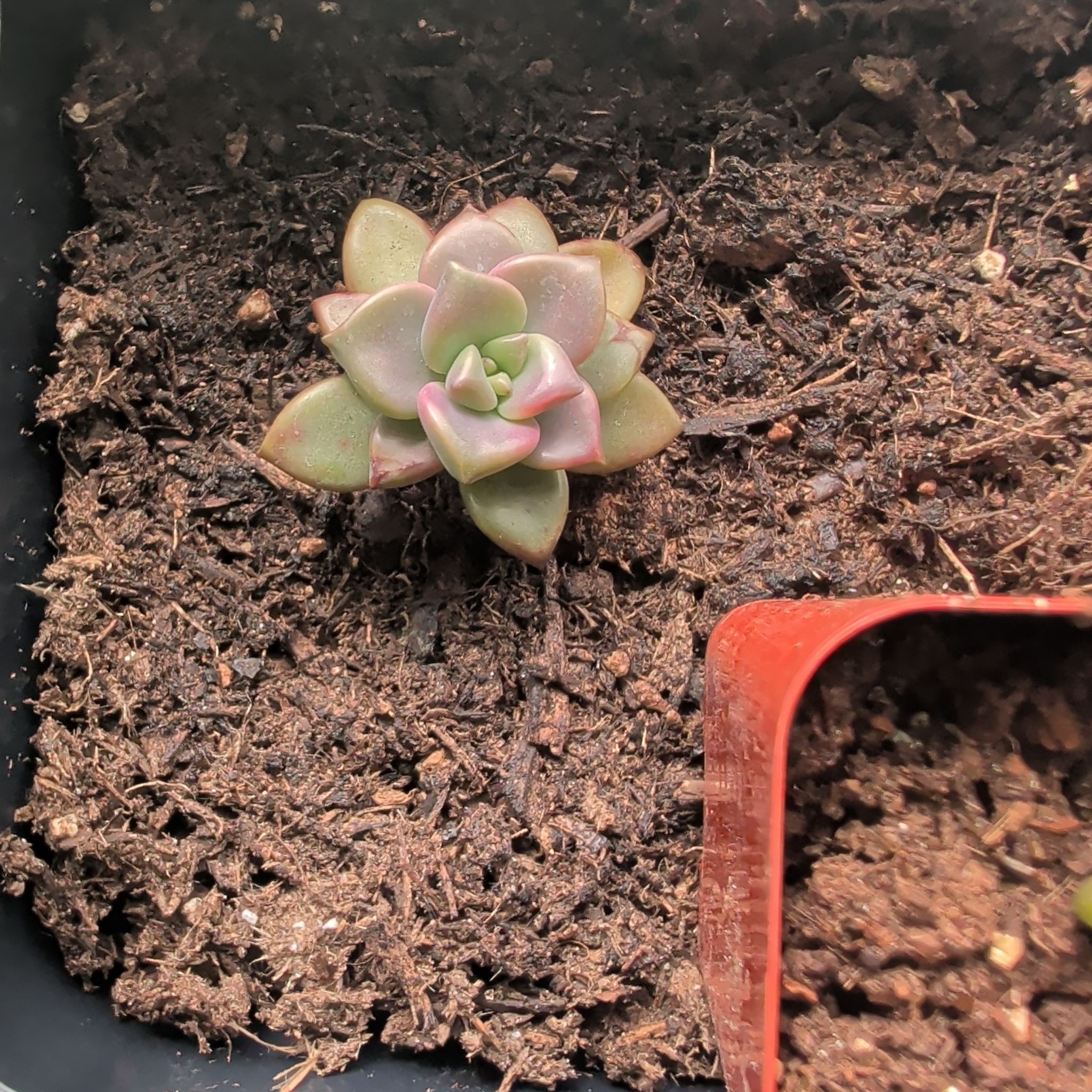 Photo of the plant species Echeveria chinensis by @GourmetAnahaw3 named Fernie Mercury on Greg, the plant care app