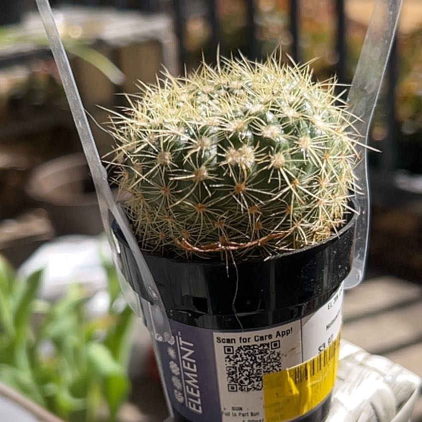 Photo of the plant species Notocactus elegans by @FlawlessDuranta named Girlfrond on Greg, the plant care app