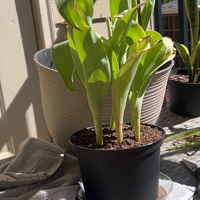 Photo of the plant species Fringed Tulip by @FlawlessDuranta named Bruce Lee on Greg, the plant care app