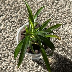 Photo of the plant species Green Spider Plant by @RichPignut50 named Sol on Greg, the plant care app