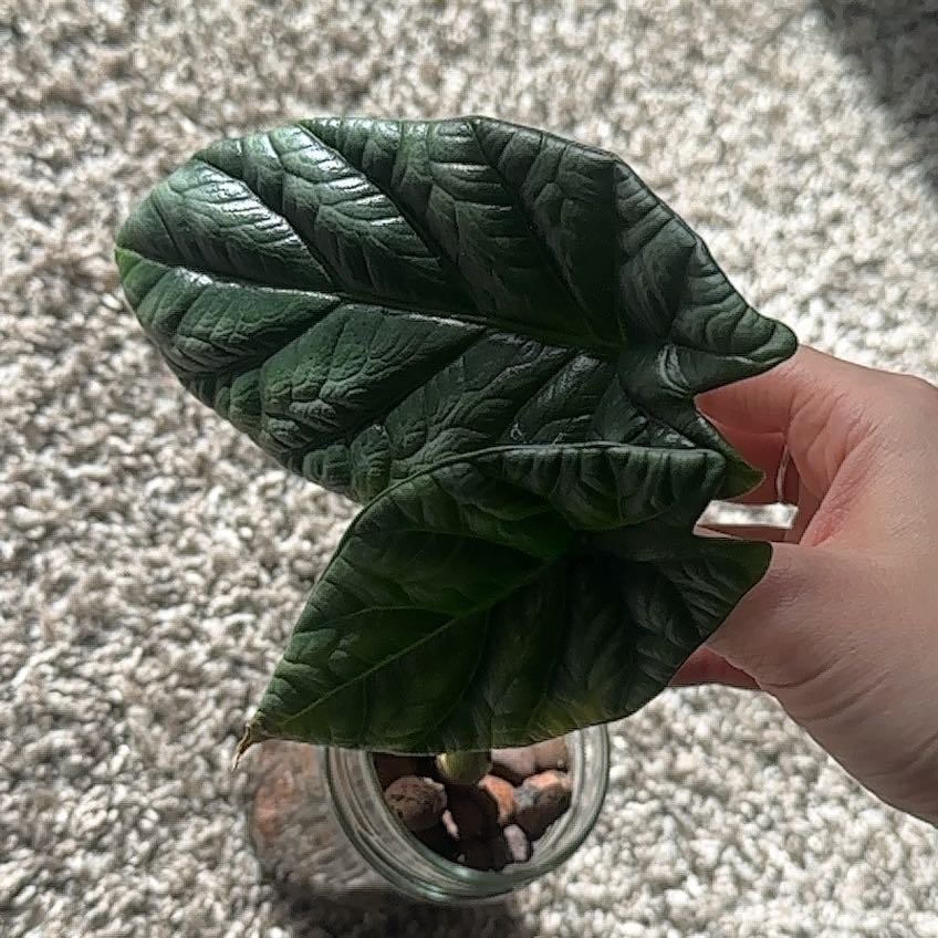 Photo of the plant species Alocasia Mirror Face by @RichPignut50 named Kobe on Greg, the plant care app