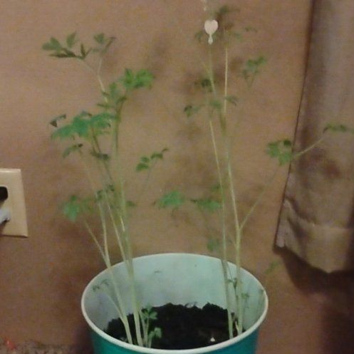 Photo of the plant species Bleeding Heart by @RulerMarigold named Naomi on Greg, the plant care app