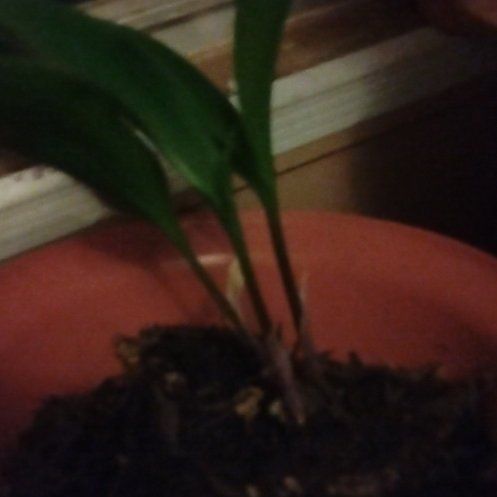 Photo of the plant species Canterbury Bells by @RulerMarigold named Madonna on Greg, the plant care app