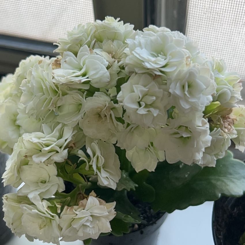 Photo of the plant species Calandiva by @SuppleCowpea72 named Gates on Greg, the plant care app